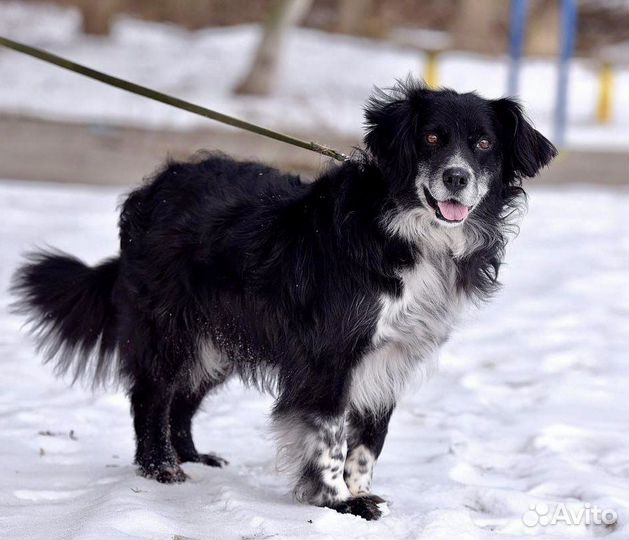 Пес-милота Милош в дар