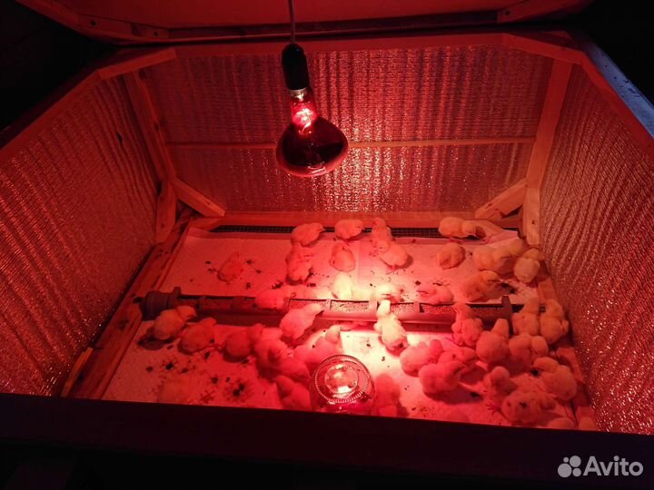 Брудер для цыплят