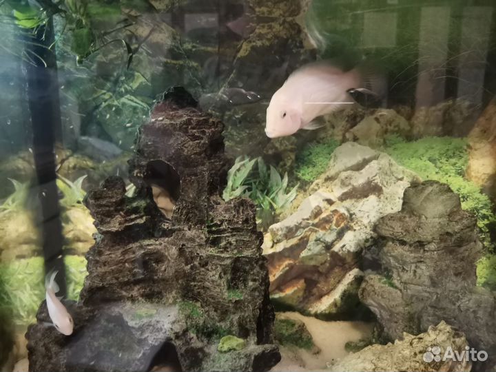 Аквариум с рыбами