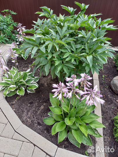 Многолетние цветы для сада