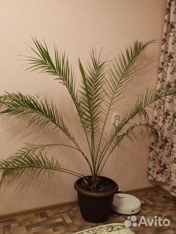 Пальма финиковая