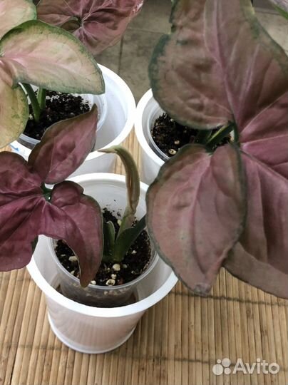 Сингониум Орм наг