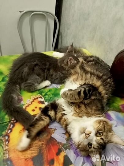 Котята мейн-кун