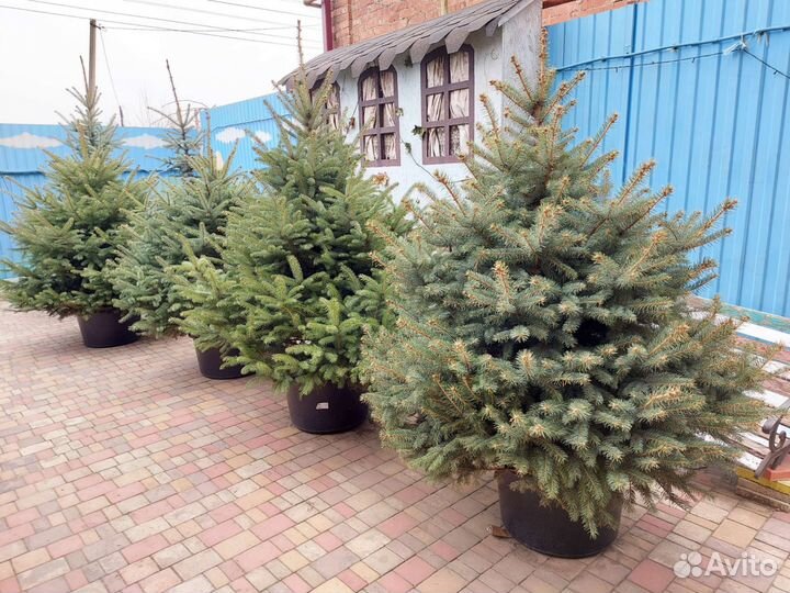 Ель зеленая сизая и голубая