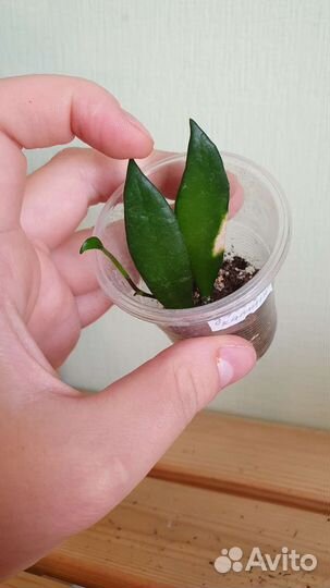 Хойя Davidcummingii