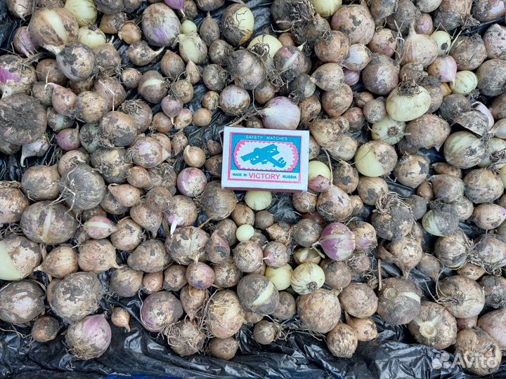 Чеснок для посадки/ рокамболь