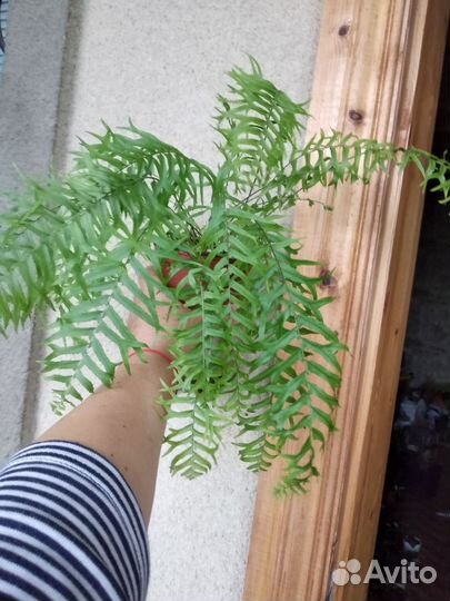 Папоротник Bisseratoo, Филодендрон Карамель Марбл