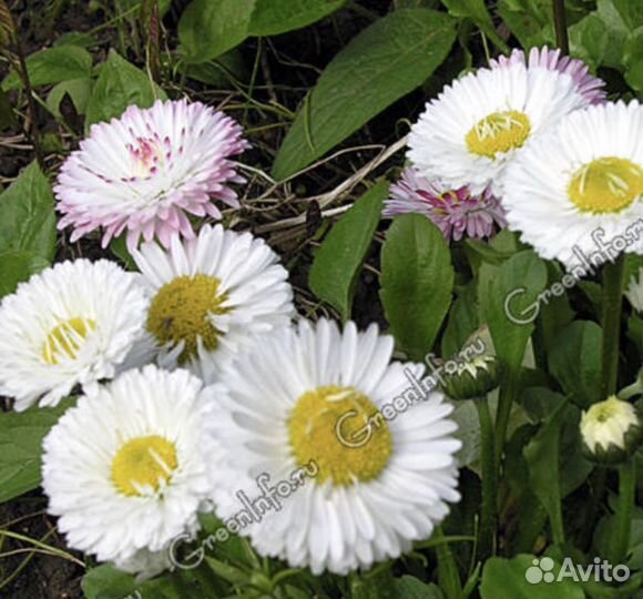 Маргаритки