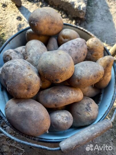 Продам картофель