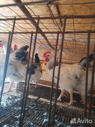 Петушки 3,5 мес