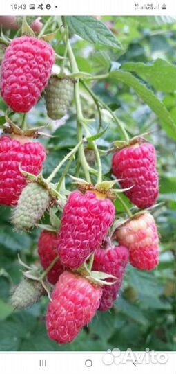 Ремонтантная малина