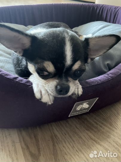 Девочке 2,7 Чихуа нужен жених