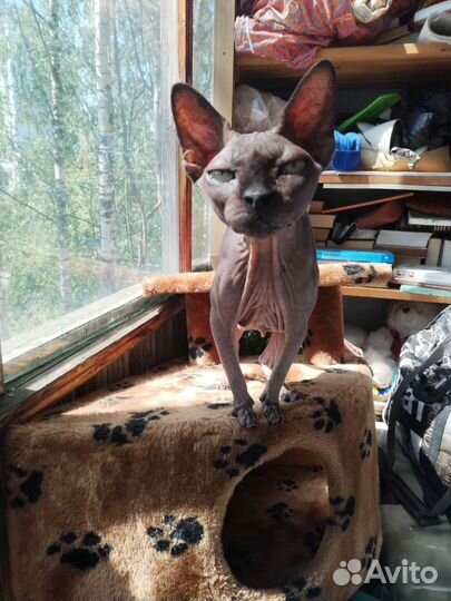 Передержка кошек и котиков