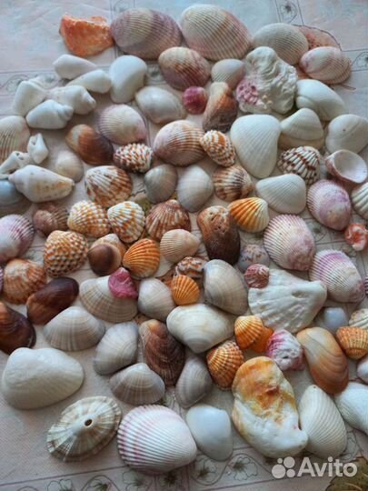 Морские ракушки раковины