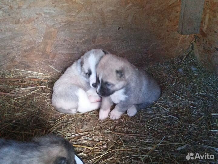 Собака алабай щенки