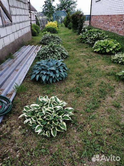 Продам декоративные растения для сада