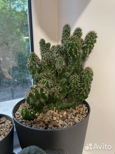 Хавортия, алоэ вера, кактус скалистый, гастерия