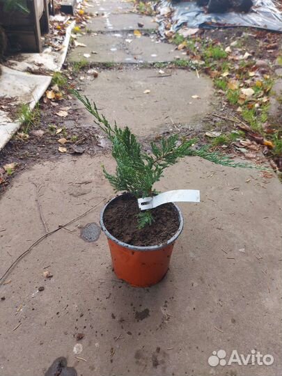 Мож-ник Блю Чип