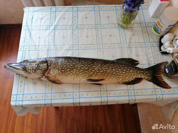 Живец карась