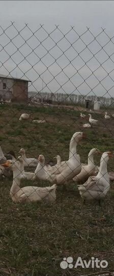 Гусь