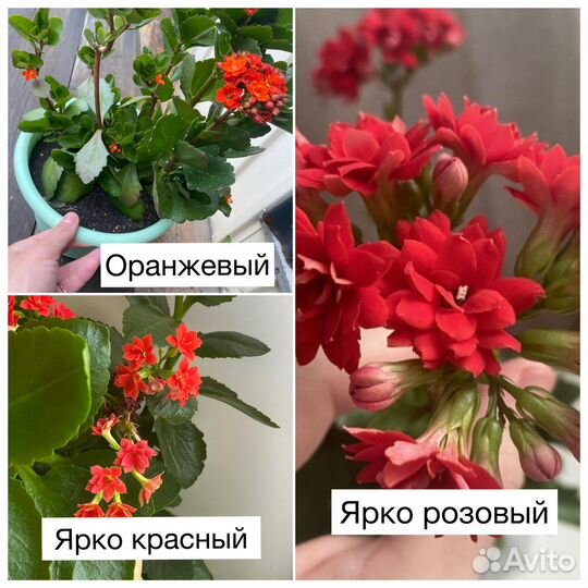 Комнатные цветы Каланхоэ домашние цветы цветут