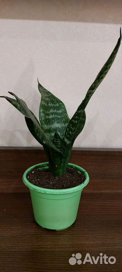 Сансевиерия Грин Ханни