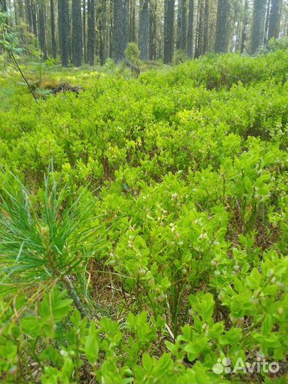 Черника таёжная