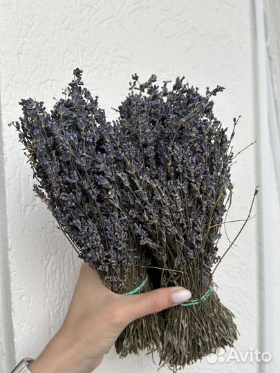 Лаванда сухоцвет
