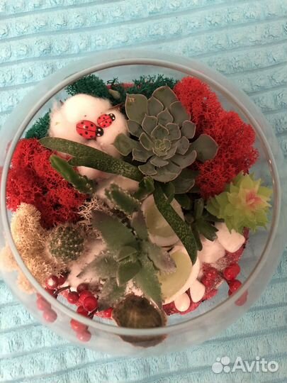 Флорариум суккуленты