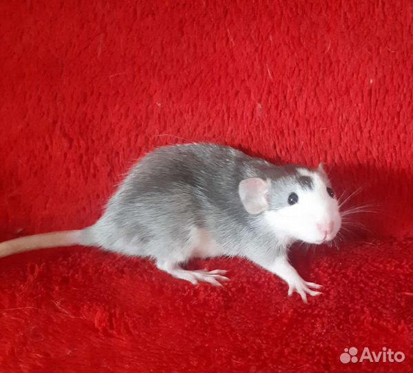 Крысята дамбо девочки