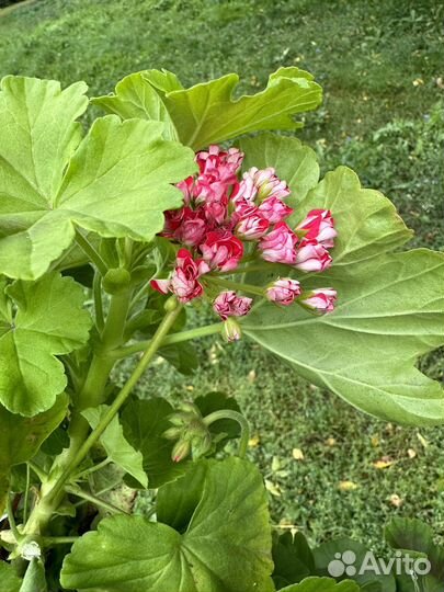 Комнатные растения герань, сингониум, бальзамин