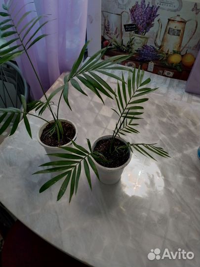 Пальма хамедорея