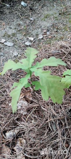 Молодые дубки