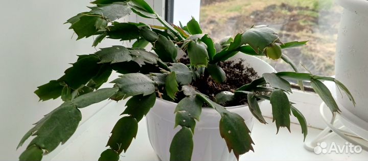 Декабрист шлюмбергера желтый