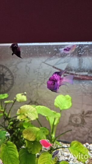 Аквариумные рыбы попугай