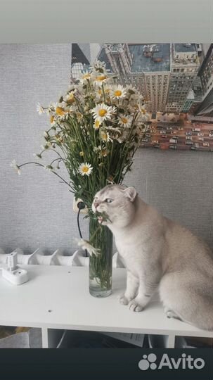 Британский кот, вязка