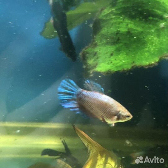 Аквариумные рыбки петушок