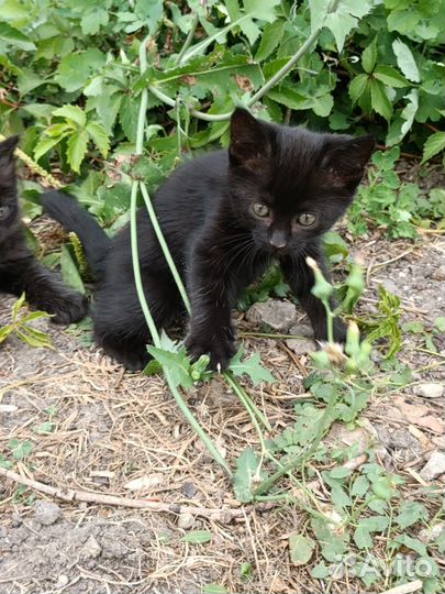 Котята в добрые руки бесплатно