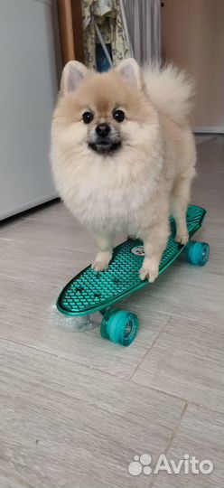 Померанский шпиц