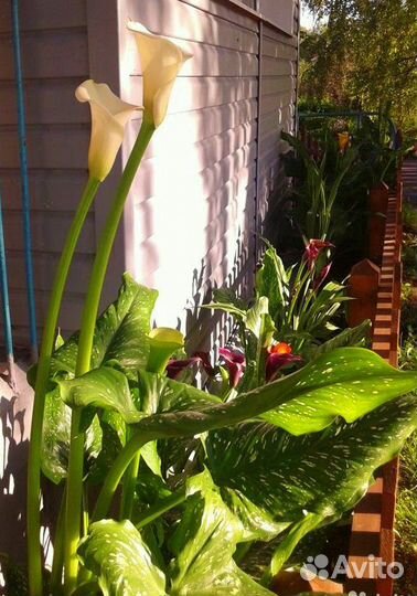 Каллы сортовые клубни луковицы