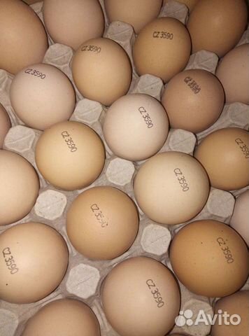 Бройлерные цыплята