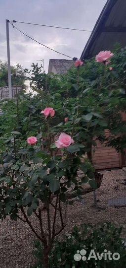 Кусты роз, разных цветов