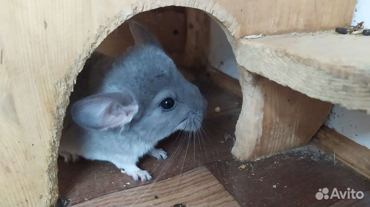 Шиншиллята