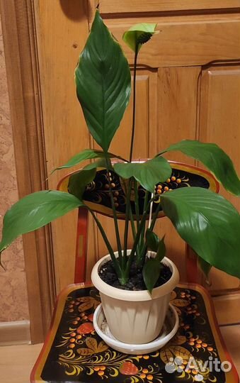 Спатифиллум (женское счастье)