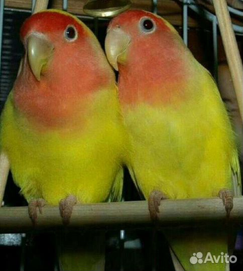 Попугаи неразлучники