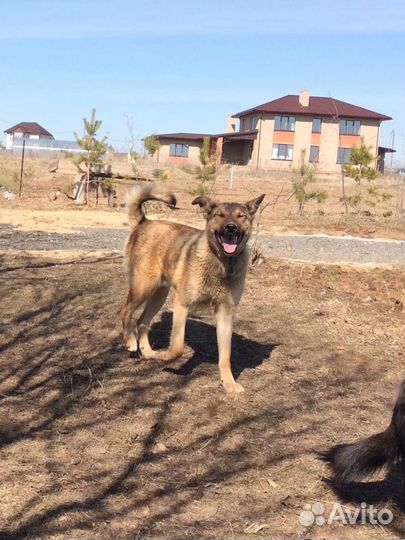 Молодой пёсик Филя