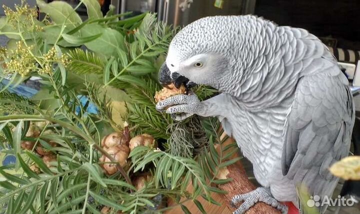 Корм для попугаев, хвоя свежая, копошилки