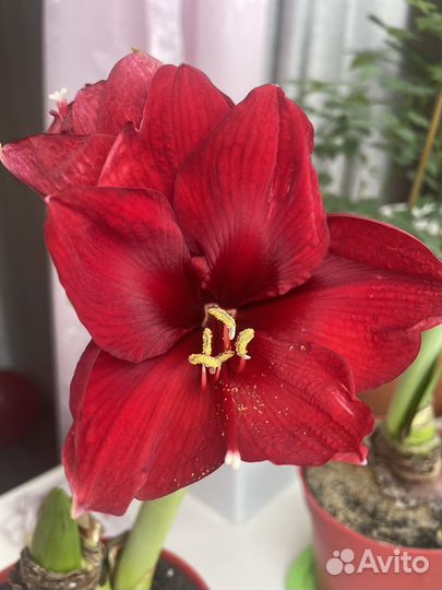 Гиппеаструм луковицы