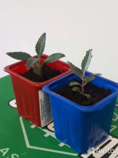 Каланхоэ (лечебное растение)