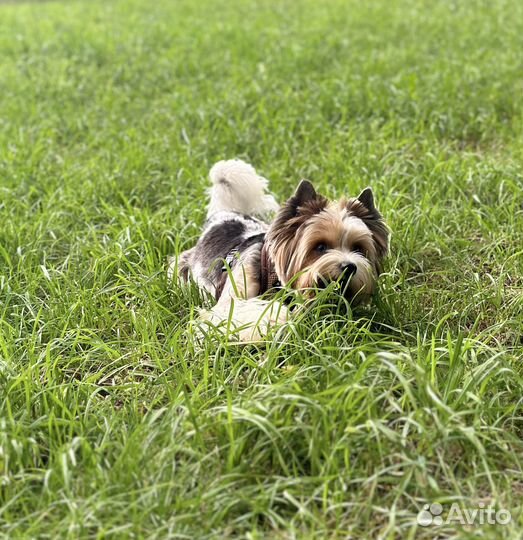 Бивер вязка